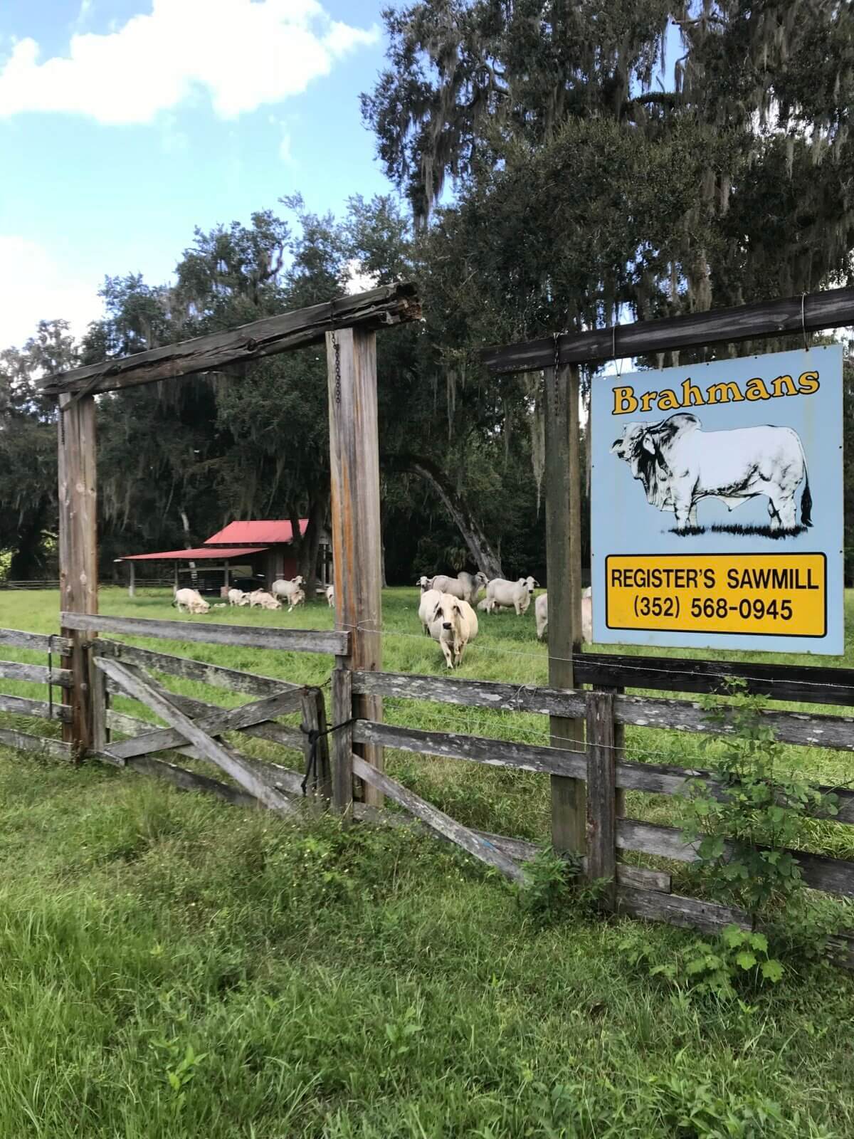 Robert Butler Paintings and Registered Brahman Cattlefor Sale in Florida